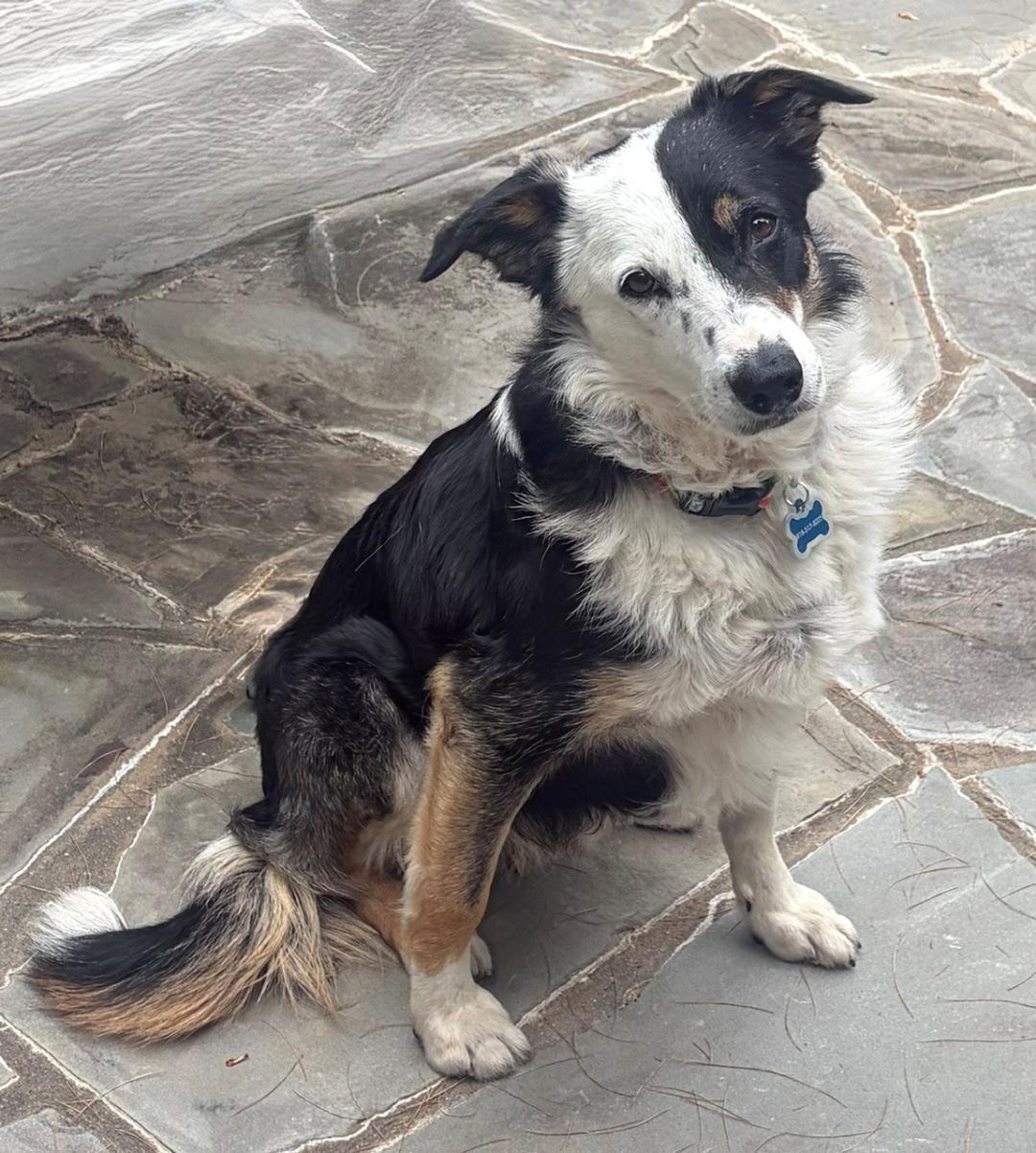 BRODIE, Adoptable, Adult Male Border Collie.