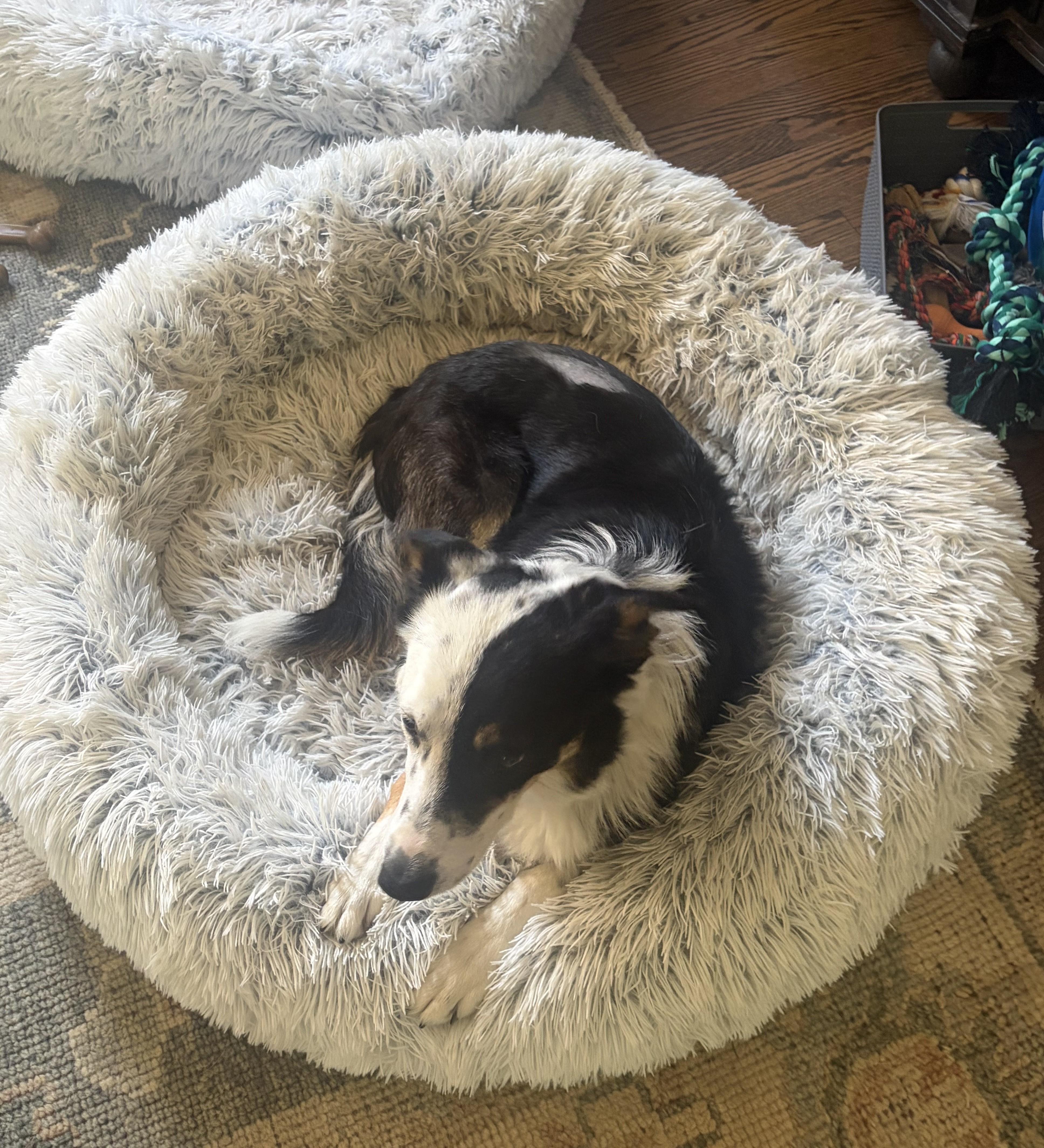 Enlarge BRODIE, a Adoptable Border Collie in Biltmore Forest, NC image 6/6