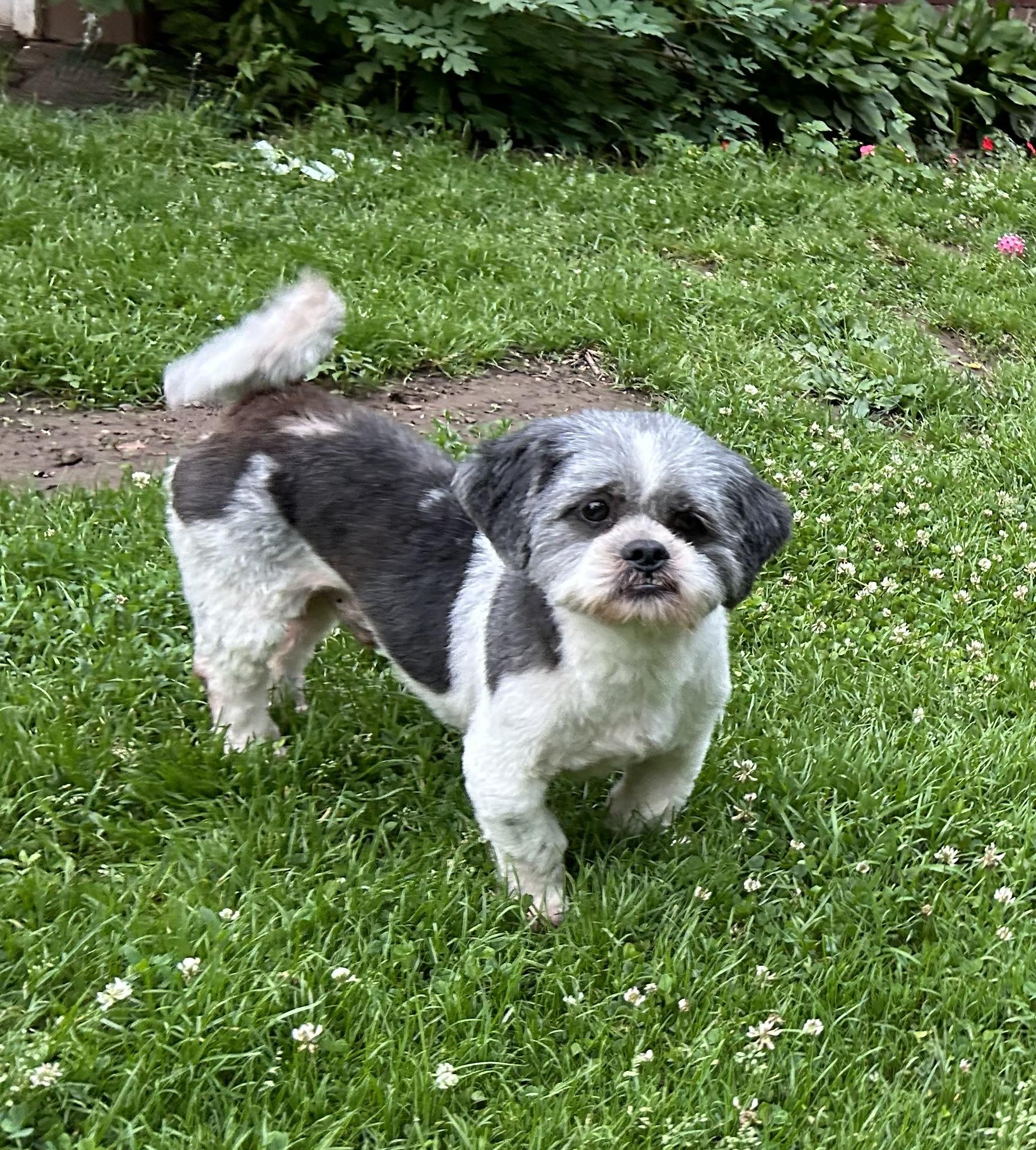 Mason, Adopted, Adult Male Shih Tzu.
