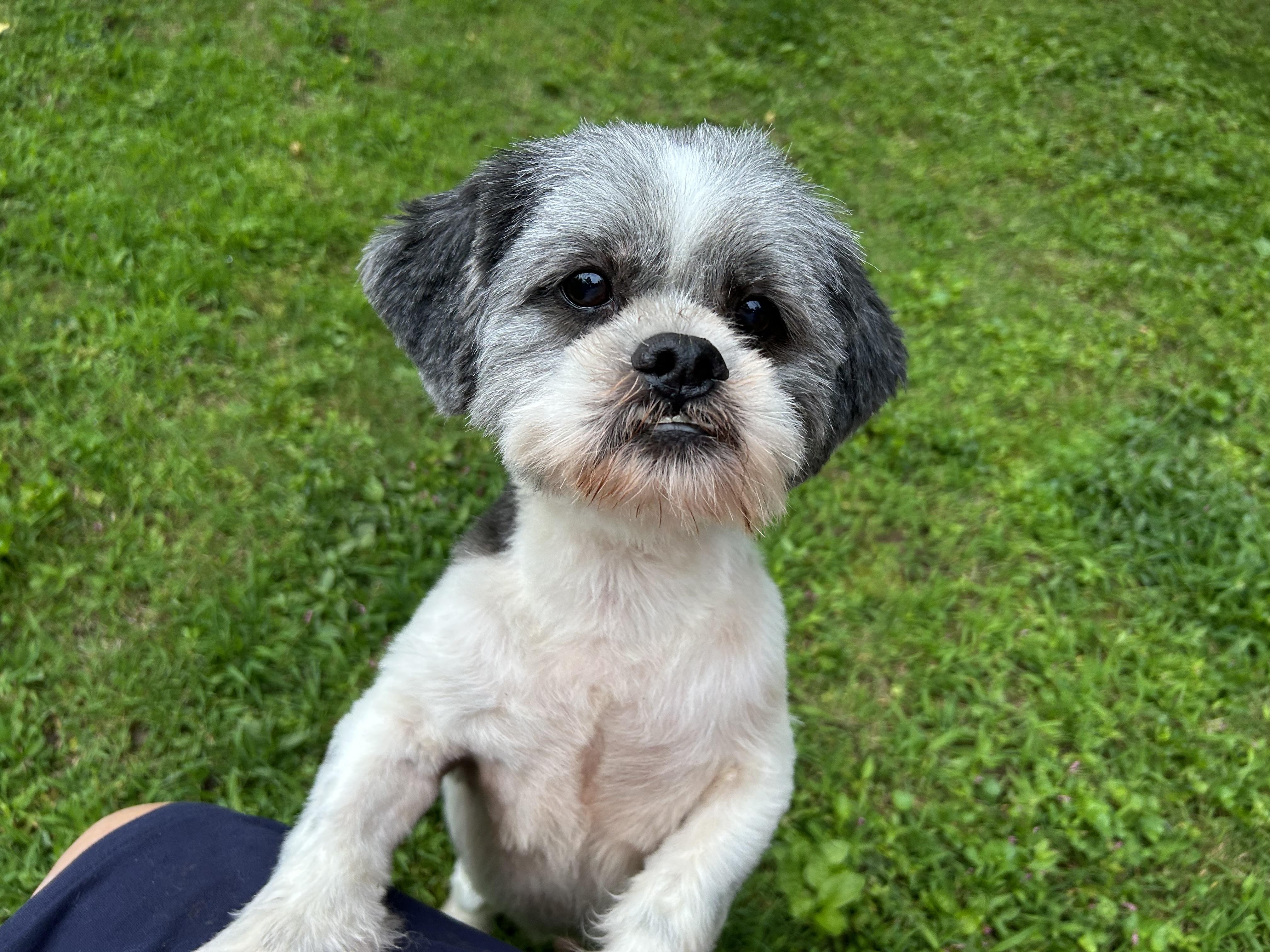 Mason, a Adopted mixed breed in Lafayette Hill, PA image 2/2