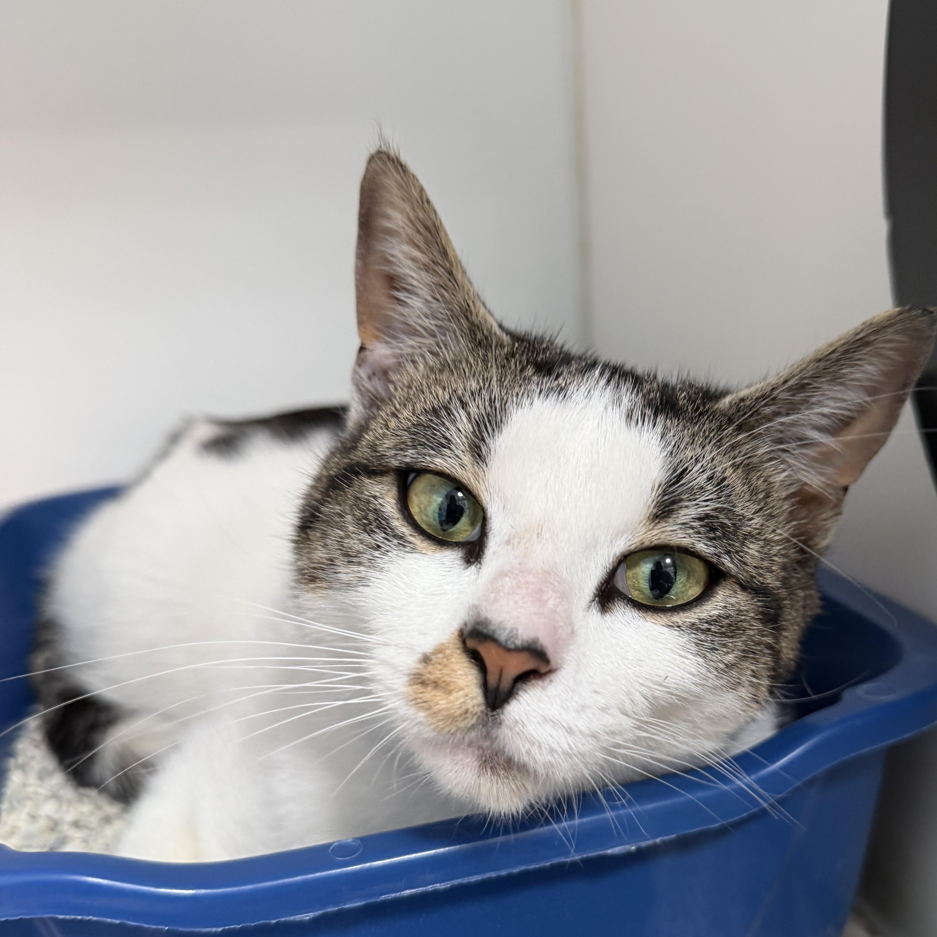 Maya, a ADOPTABLE Domestic Short Hair in Clifton, NJ image 3/5