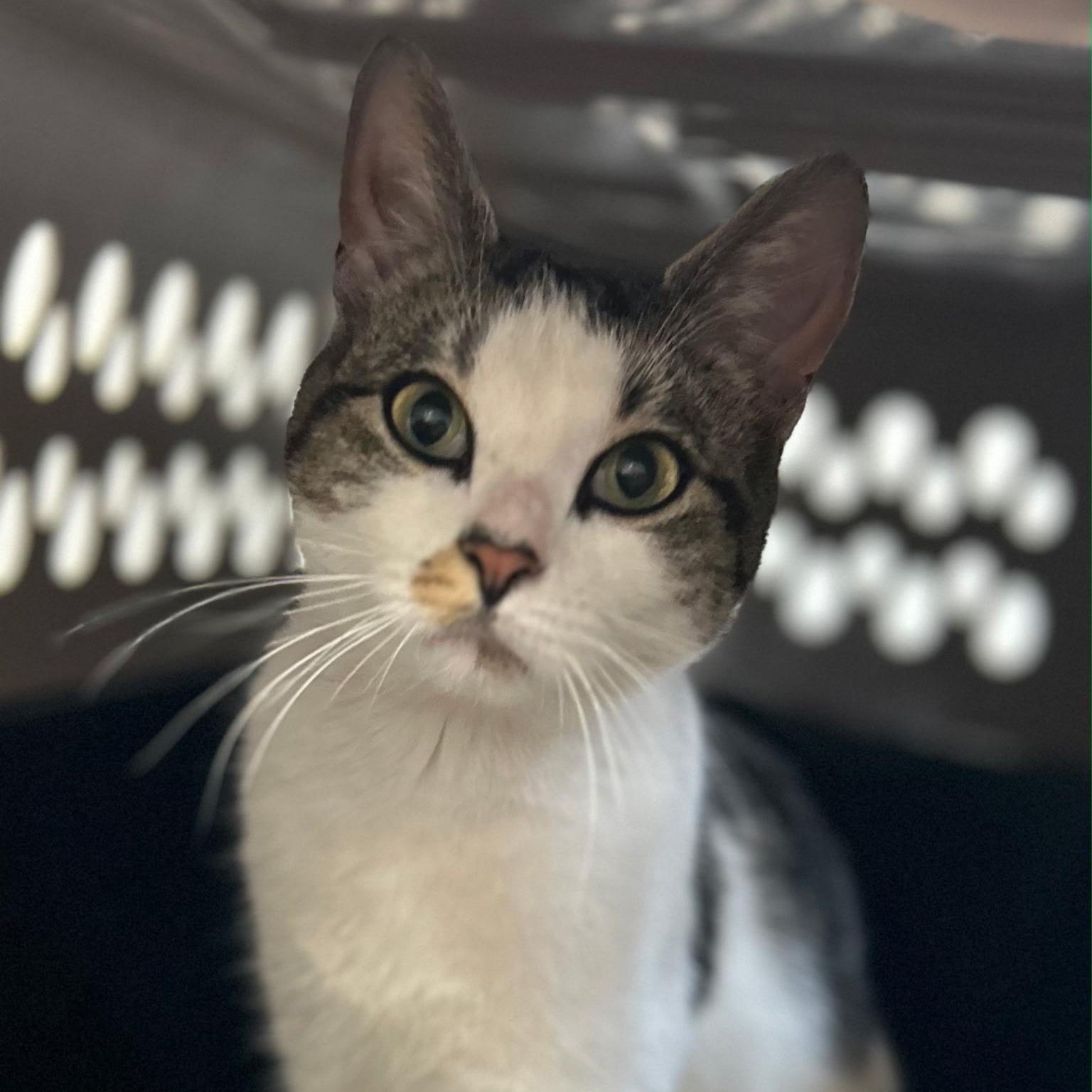 Maya, a ADOPTABLE Domestic Short Hair in Clifton, NJ image 1/5