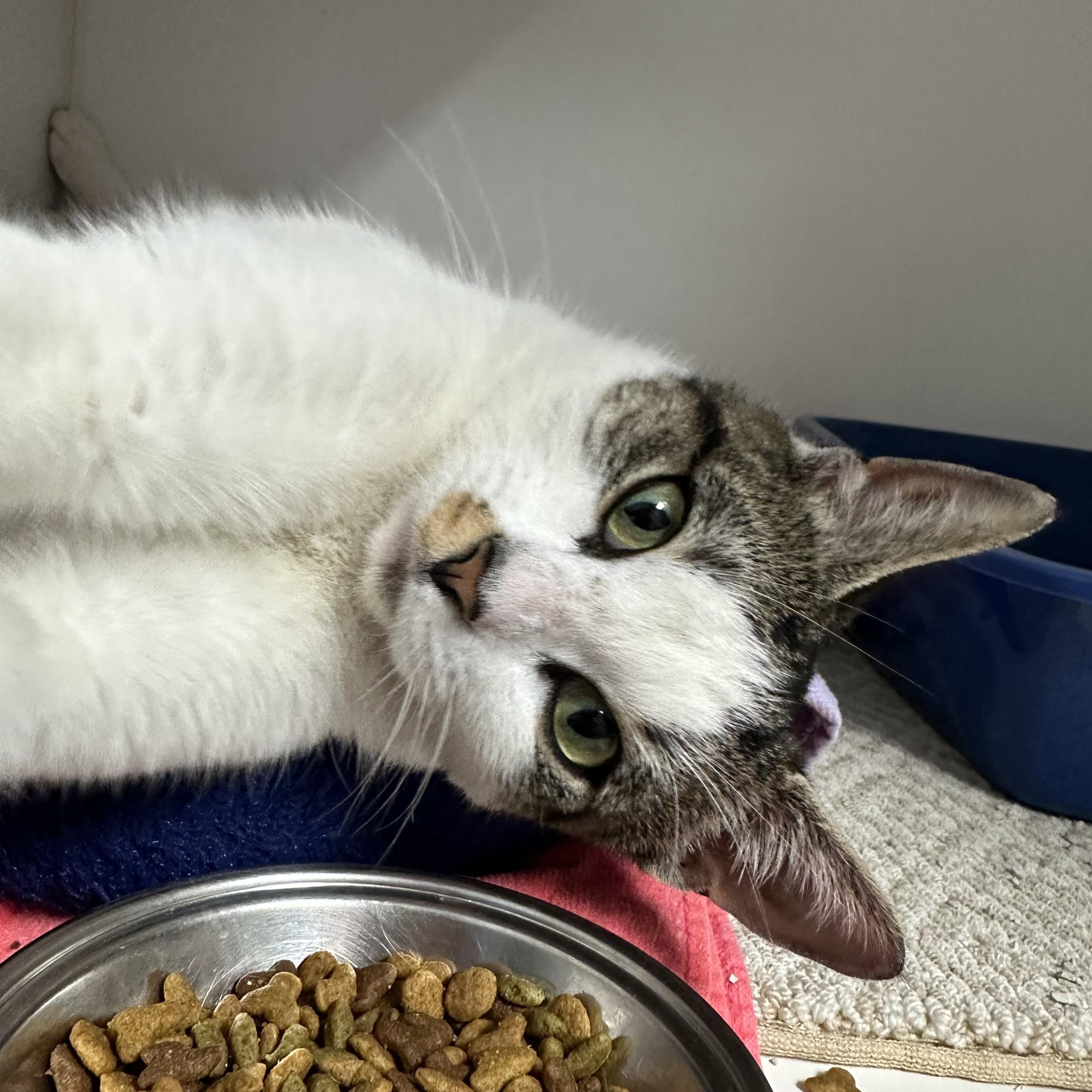 Maya, a ADOPTABLE Domestic Short Hair in Clifton, NJ image 4/5