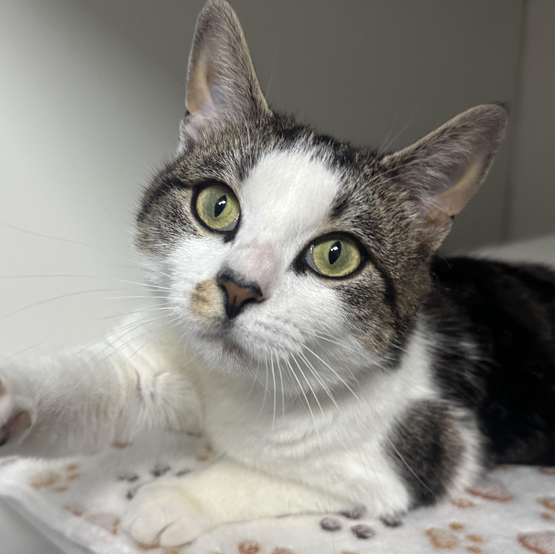 Maya, a ADOPTABLE Domestic Short Hair in Clifton, NJ image 1/6