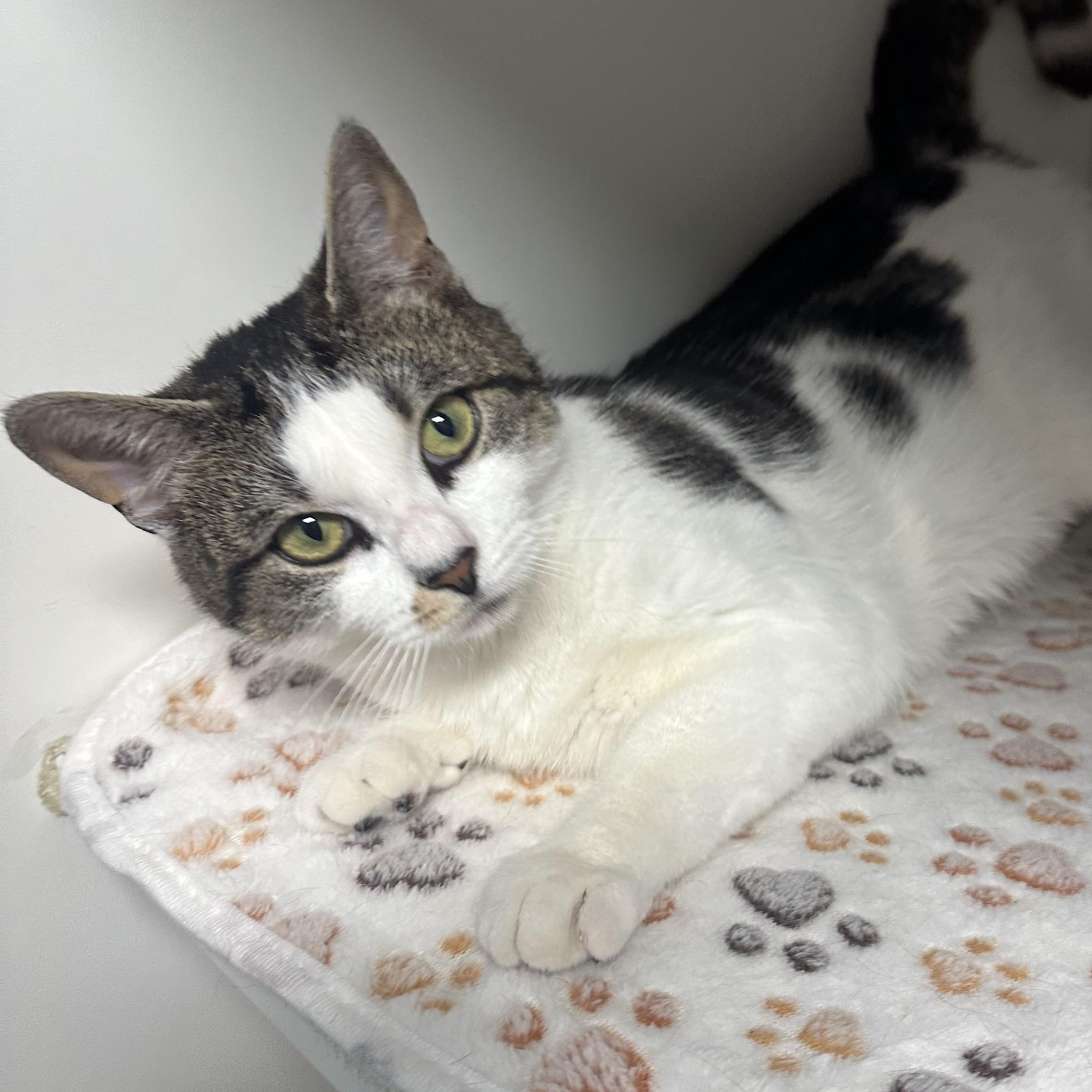 Maya, a ADOPTABLE Domestic Short Hair in Clifton, NJ image 6/6