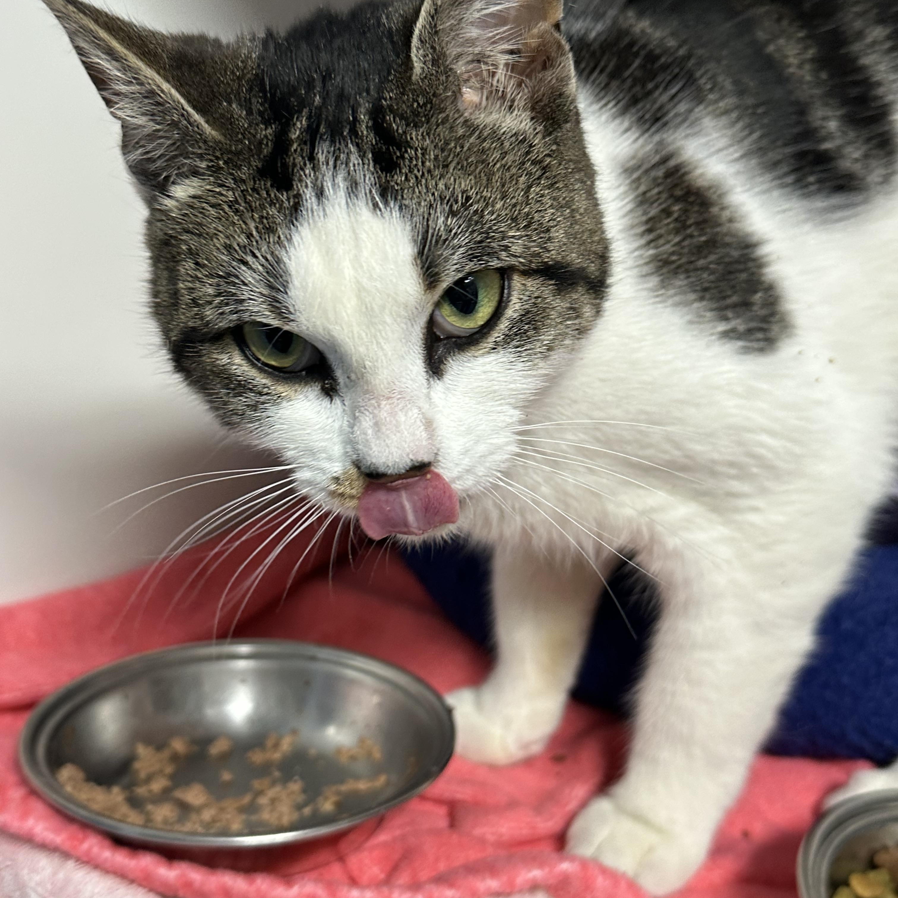 Maya, a ADOPTABLE Domestic Short Hair in Clifton, NJ image 5/5