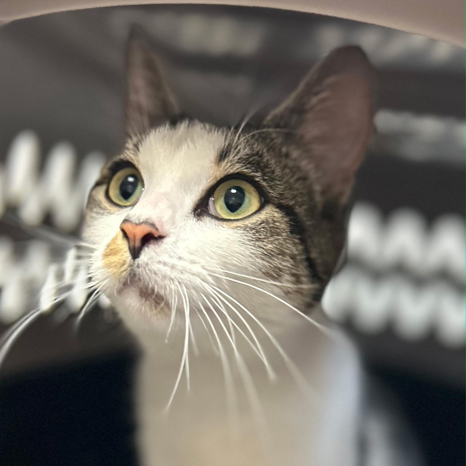 Maya, a ADOPTABLE Domestic Short Hair in Clifton, NJ image 2/5