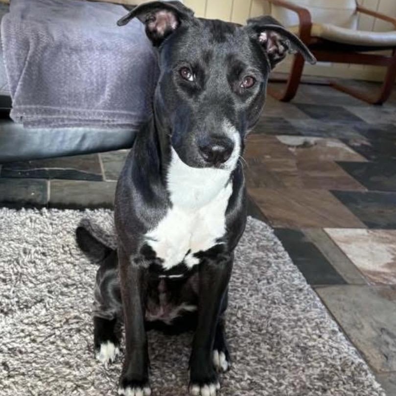 Mae, ADOPTABLE, Young Female Black Labrador Retriever & Hound.