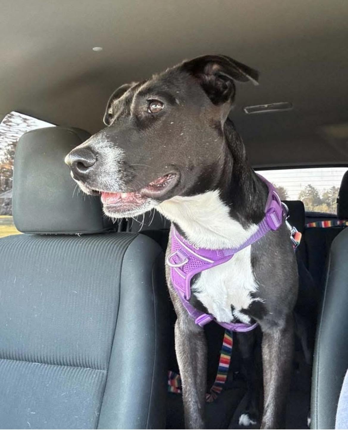 Mae, an adopted mixed breed in New York, NY image 5/6