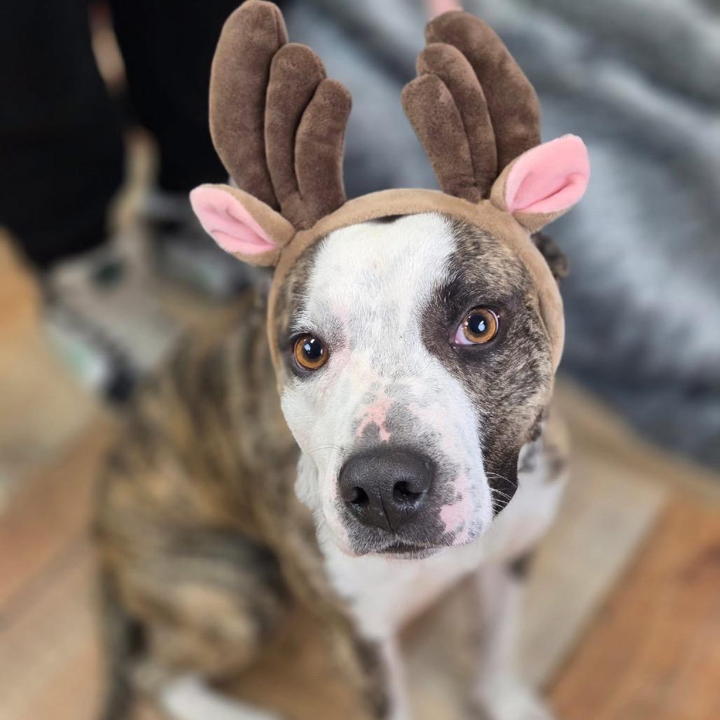 Enlarge Gravy, a Adoptable mixed breed in East Saint Louis, IL image 1/6