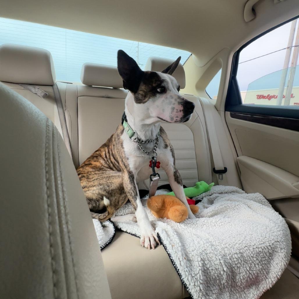 Enlarge Gravy, a Adoptable mixed breed in East Saint Louis, IL image 2/6