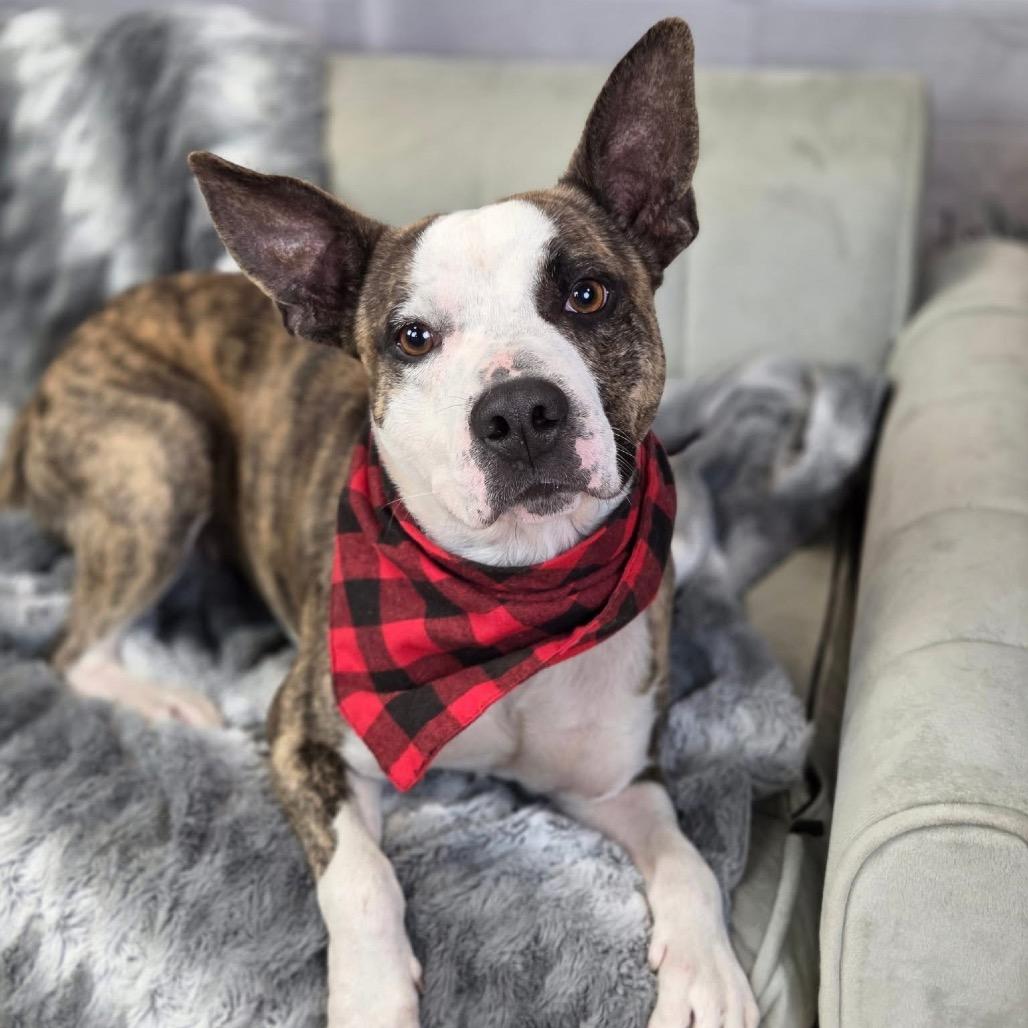 Enlarge Gravy, a Adoptable mixed breed in East Saint Louis, IL image 3/6