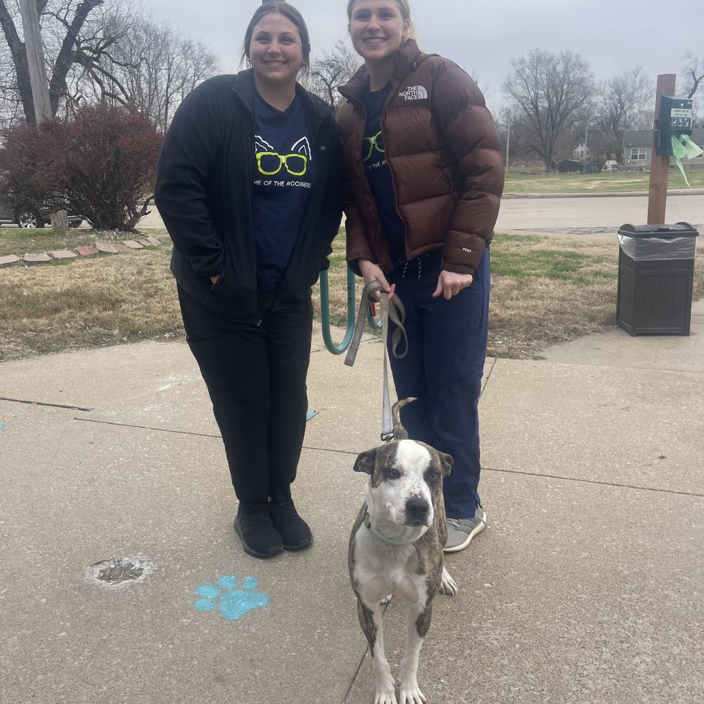 Enlarge Gravy, a Adoptable mixed breed in East Saint Louis, IL image 4/6