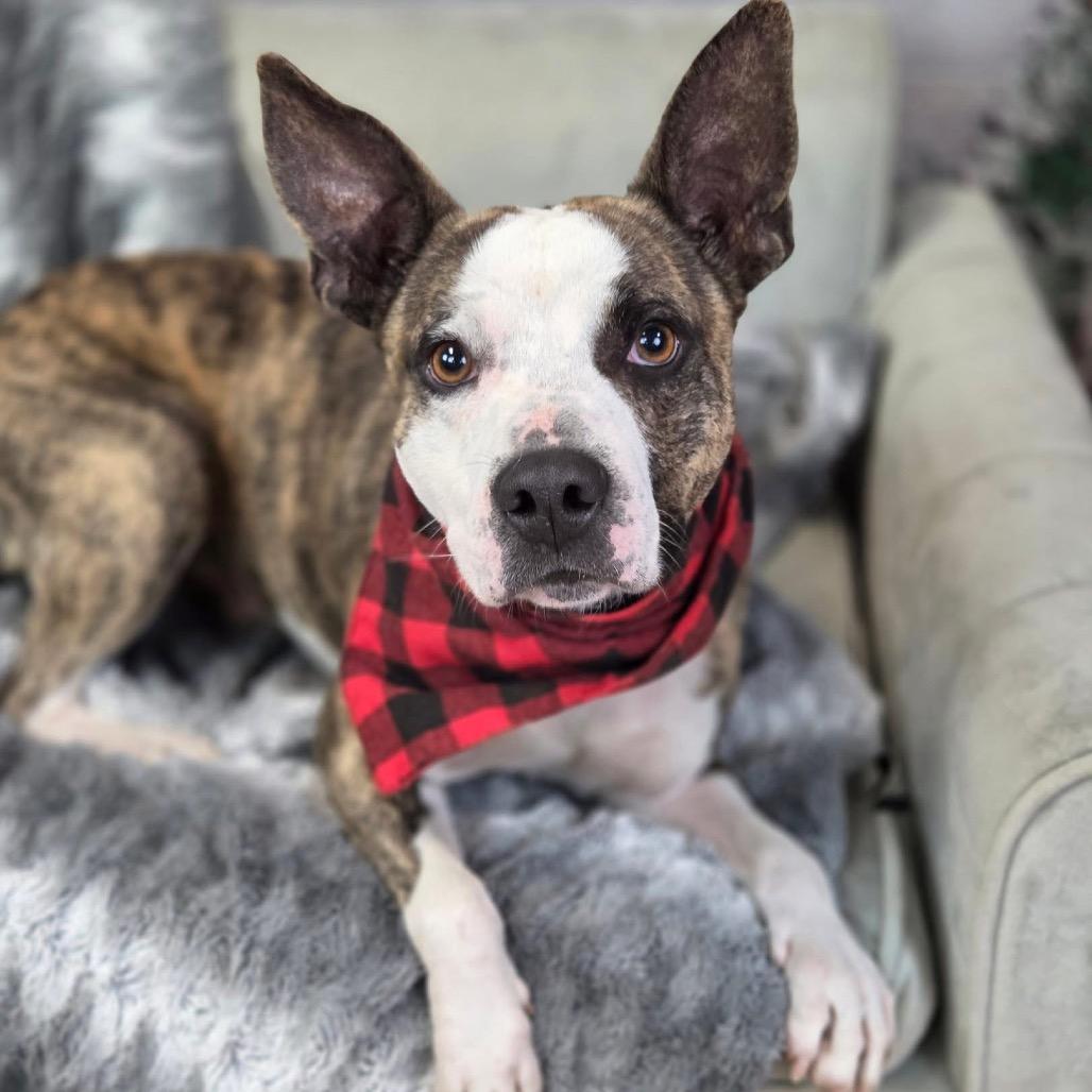 Enlarge Gravy, a Adoptable mixed breed in East Saint Louis, IL image 5/6