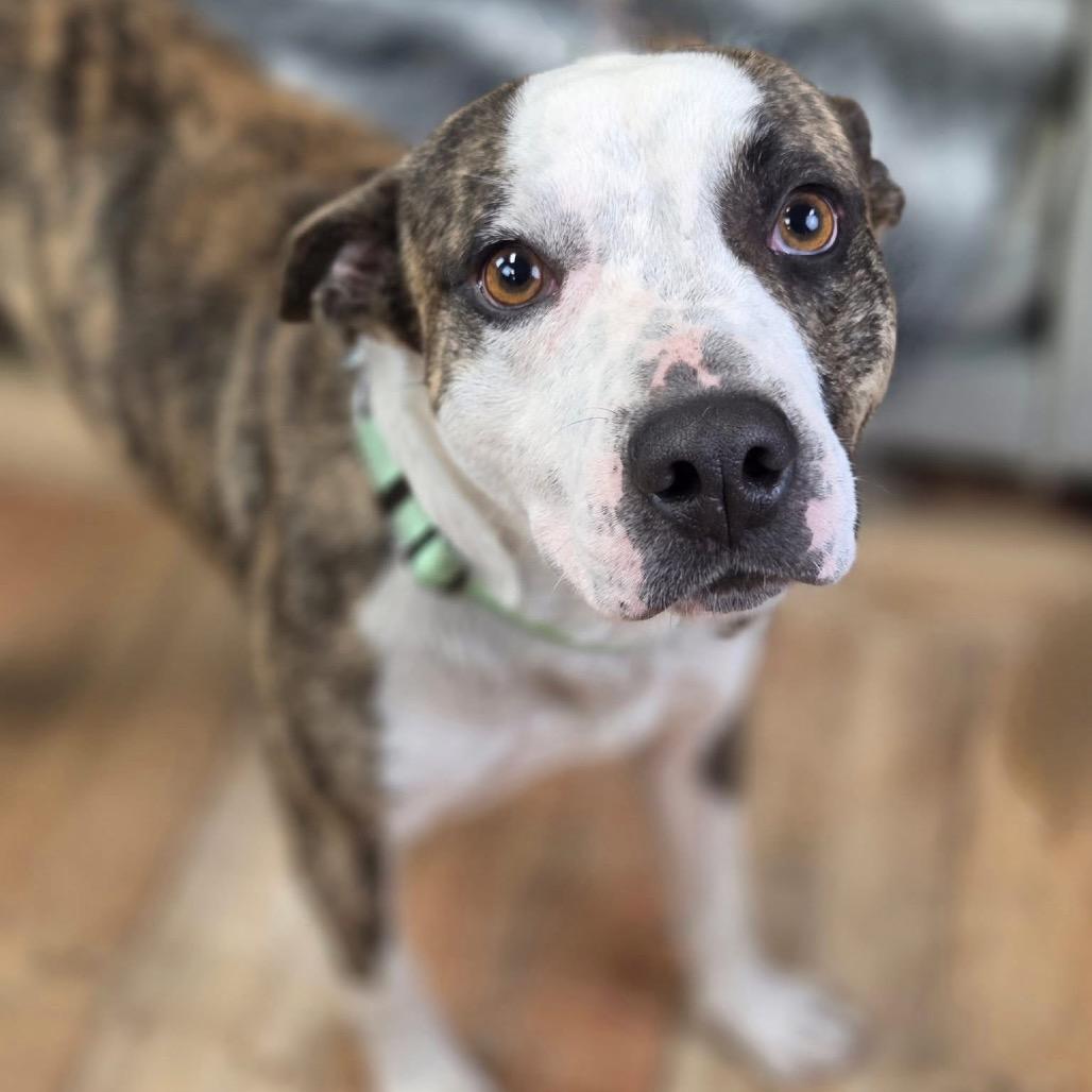 Enlarge Gravy, a Adoptable mixed breed in East Saint Louis, IL image 6/6