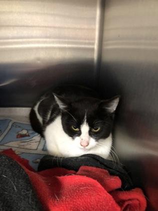 Flower, Adoptable, Kitten Female Domestic Short Hair & Domestic Short Hair.