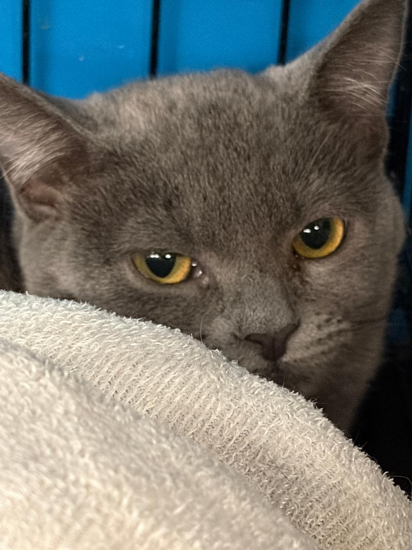 Angel, adopted, Young Female Domestic Short Hair.