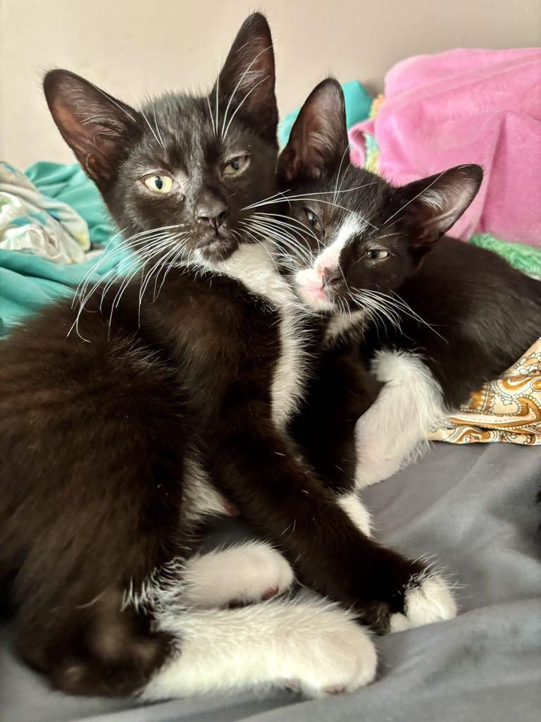 Ranger Rich, Polo, Denny, Dodge, Baby Male Domestic Short Hair