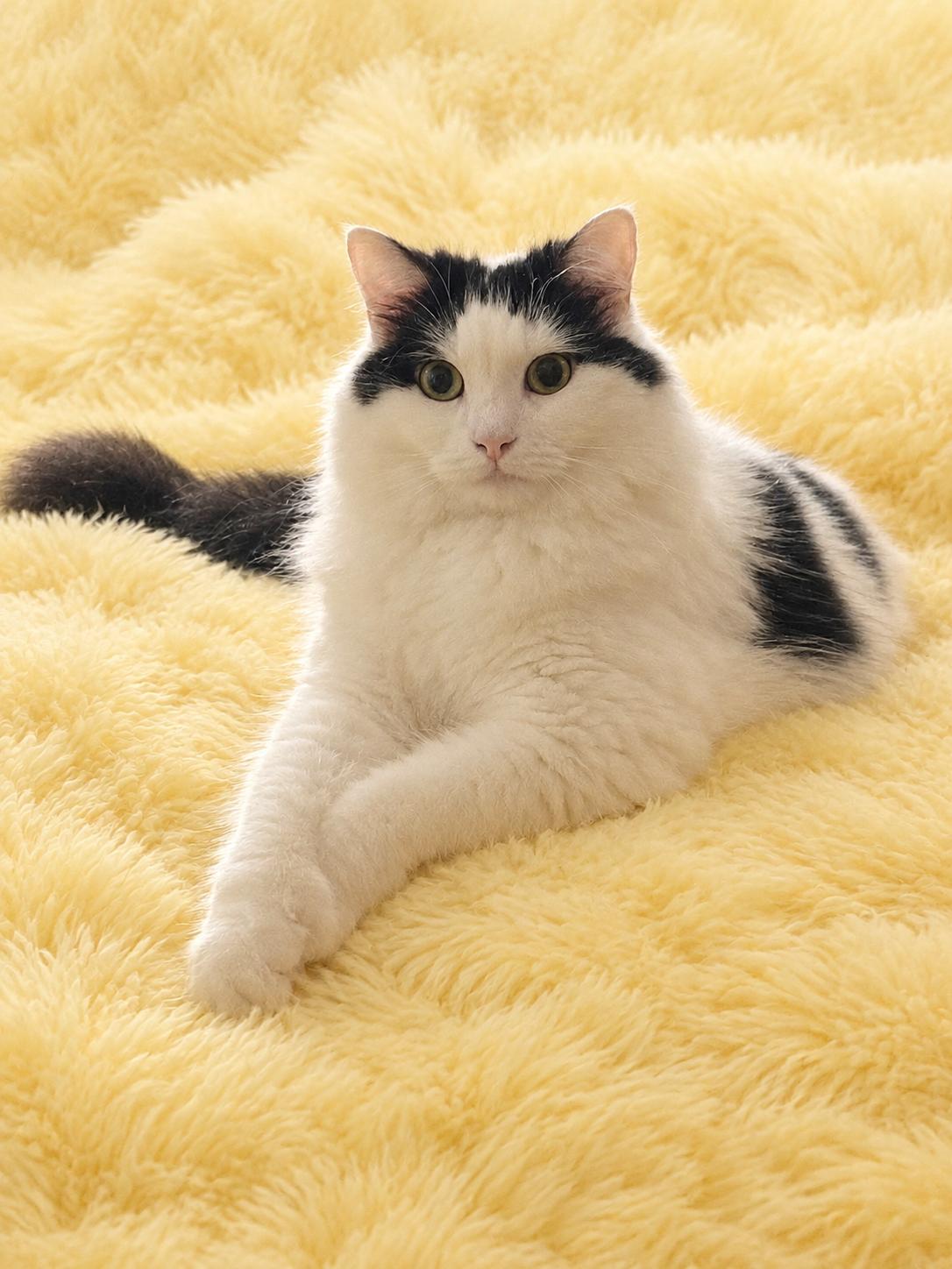 Millie, Adoptable, Young Female American Shorthair.