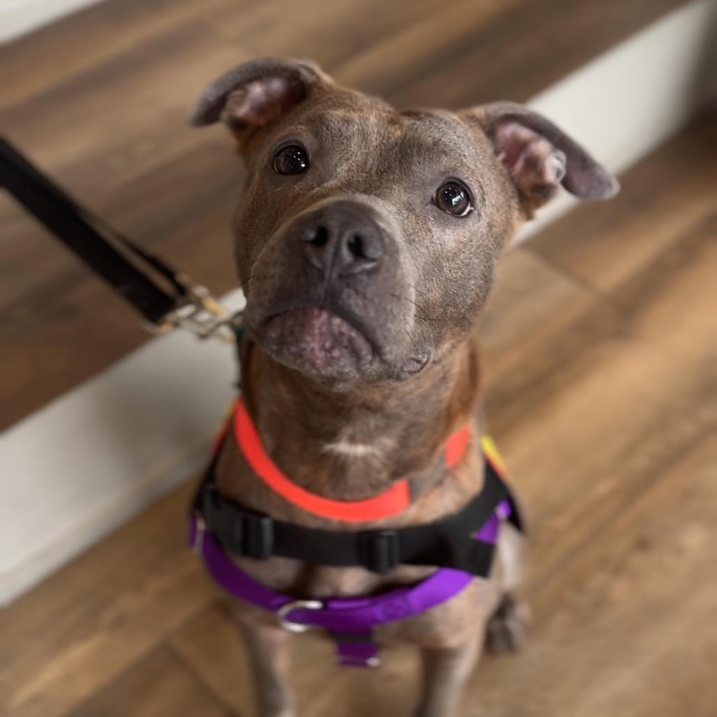Enlarge Fran, a Adoptable Mixed Breed in Jersey City, NJ image 1/6