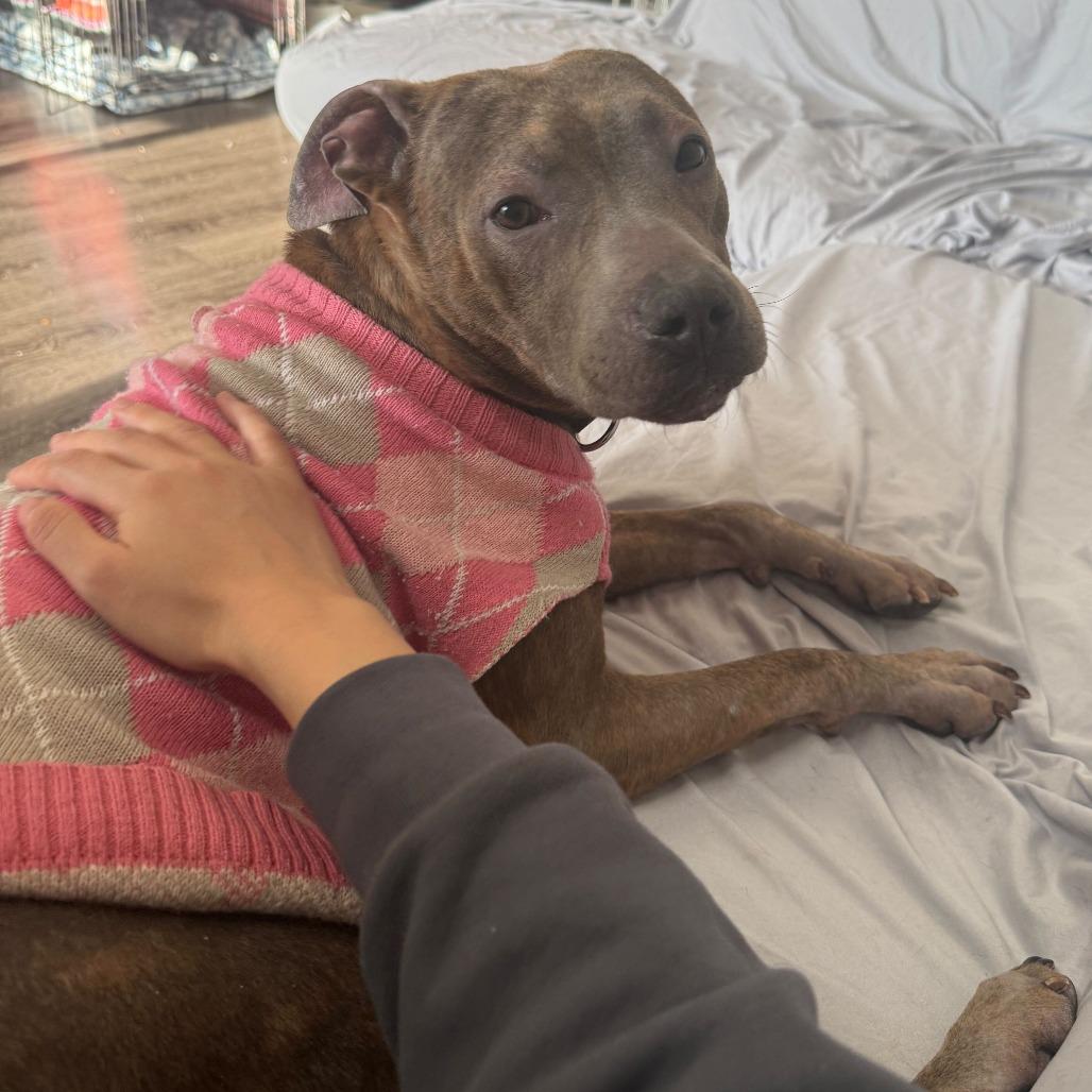 Fran, Adoptable, Adult Female Mixed Breed.