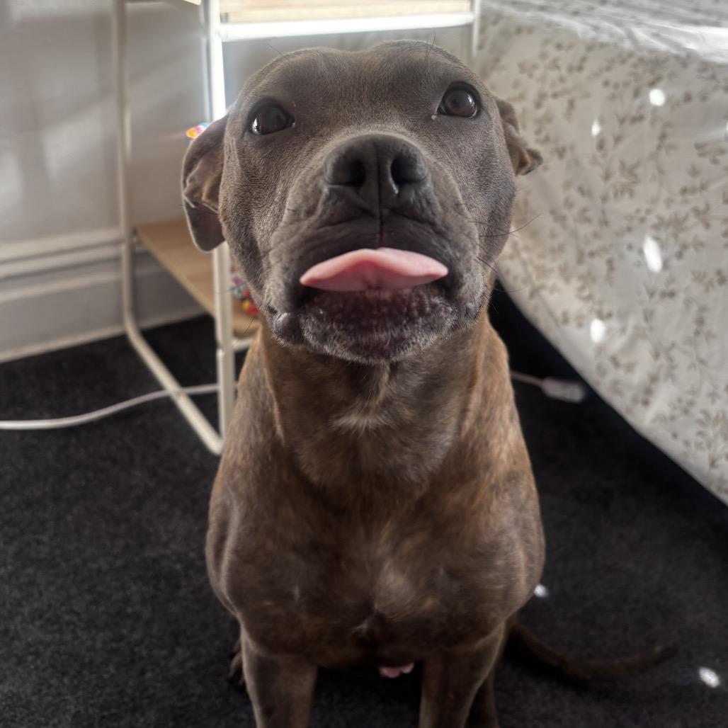 Fran, a Adoptable Mixed Breed in Jersey City, NJ image 2/6