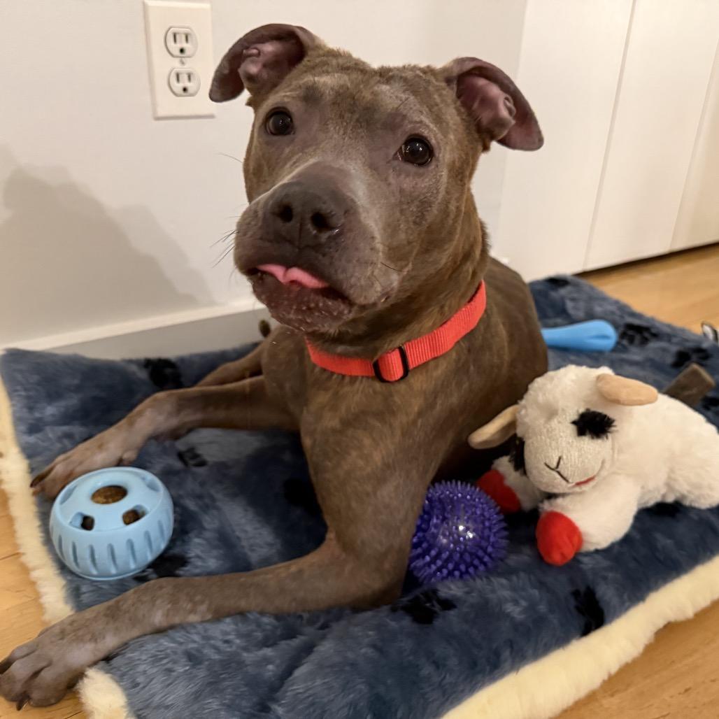 Enlarge Fran, a Adoptable Mixed Breed in Jersey City, NJ image 3/6