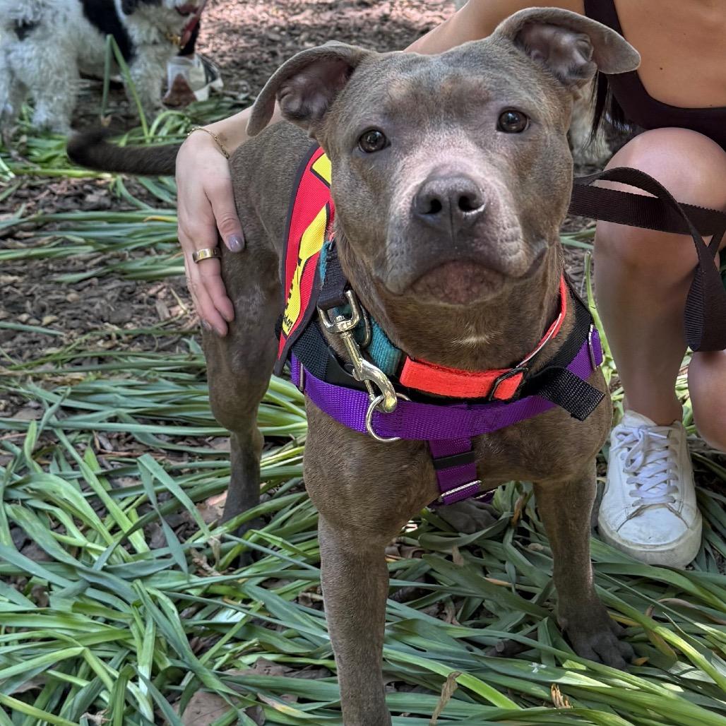 Fran, a Adoptable Mixed Breed in Jersey City, NJ image 4/6
