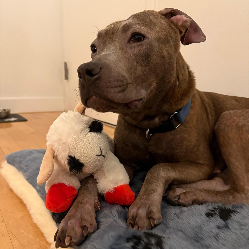 Enlarge Fran, a Adoptable Mixed Breed in Jersey City, NJ image 4/6