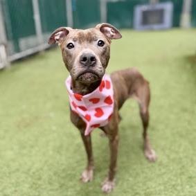 Fran, a Adoptable Mixed Breed in Jersey City, NJ image 3/6