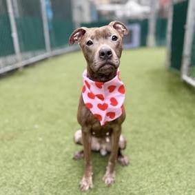 Fran, a Adoptable Mixed Breed in Jersey City, NJ image 4/6