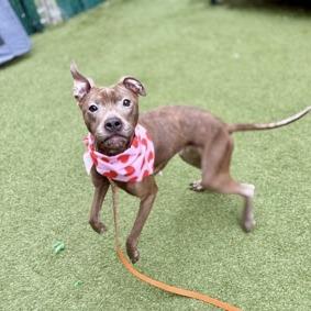 Fran, a Adoptable Mixed Breed in Jersey City, NJ image 5/6