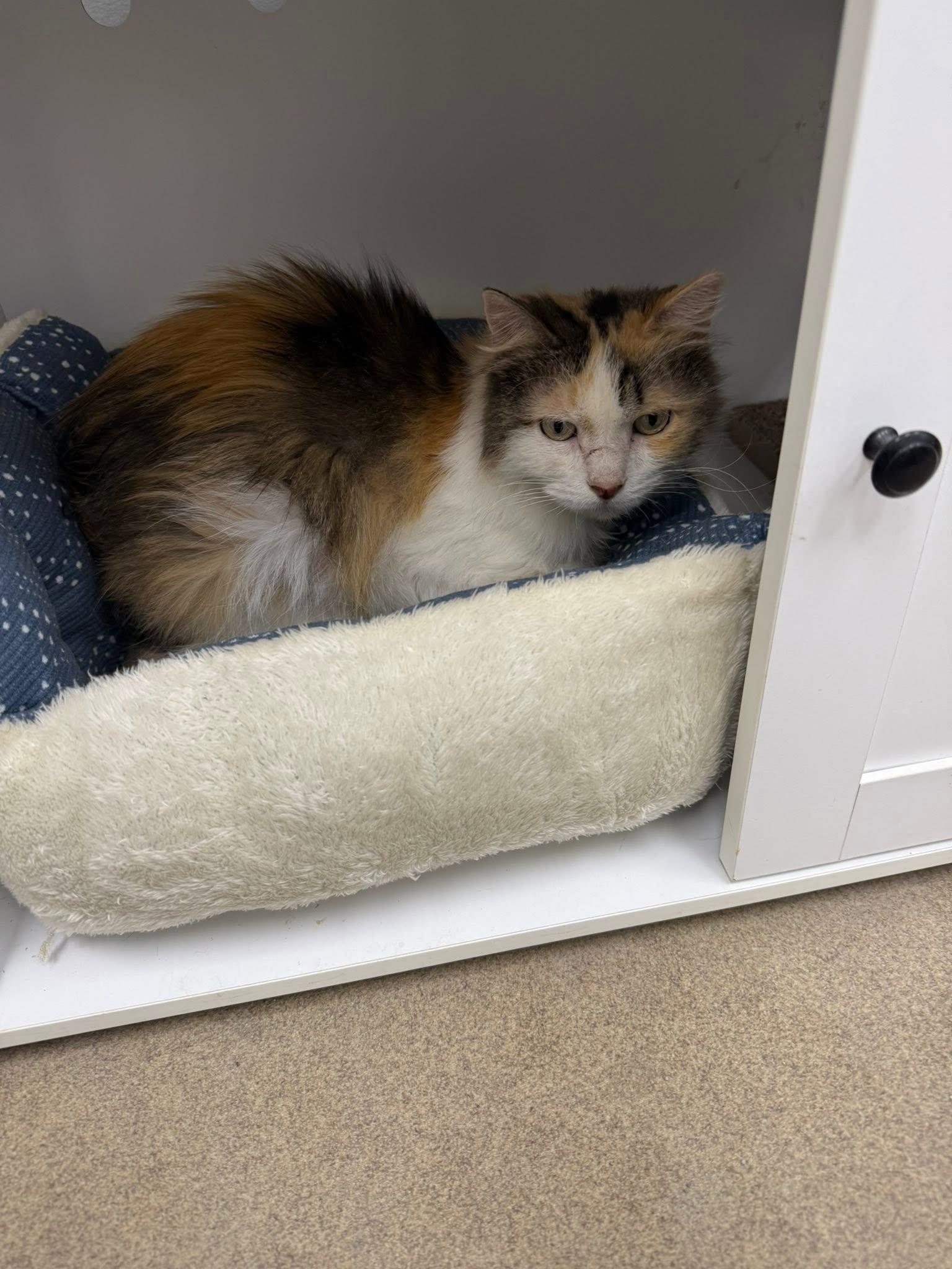 Iris, a ADOPTABLE Domestic Long Hair in Rawlins, WY image 2/2