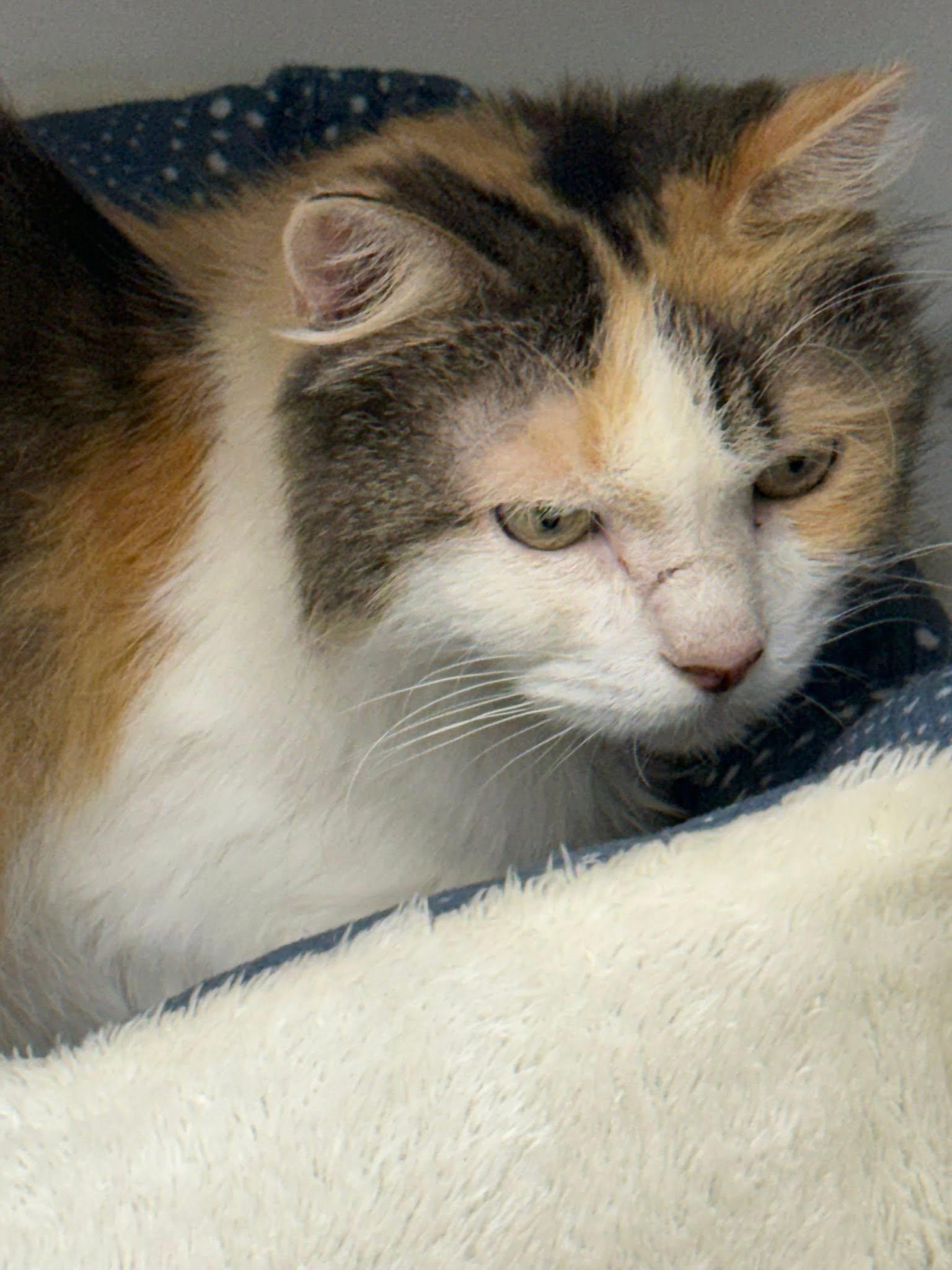 Iris, a ADOPTABLE Domestic Long Hair in Rawlins, WY image 1/2