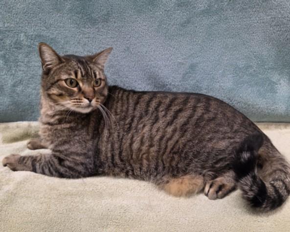 ATREUS, Adoptable, Adult Male Domestic Long Hair.