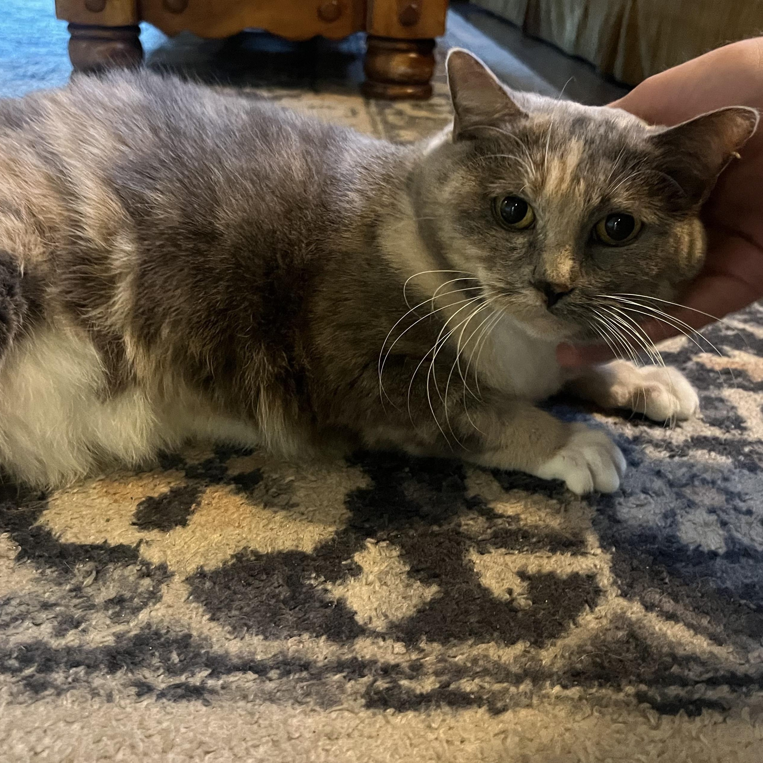 Enlarge Kiki Andrade, a ADOPTABLE Domestic Short Hair in Denver, CO image 3/4