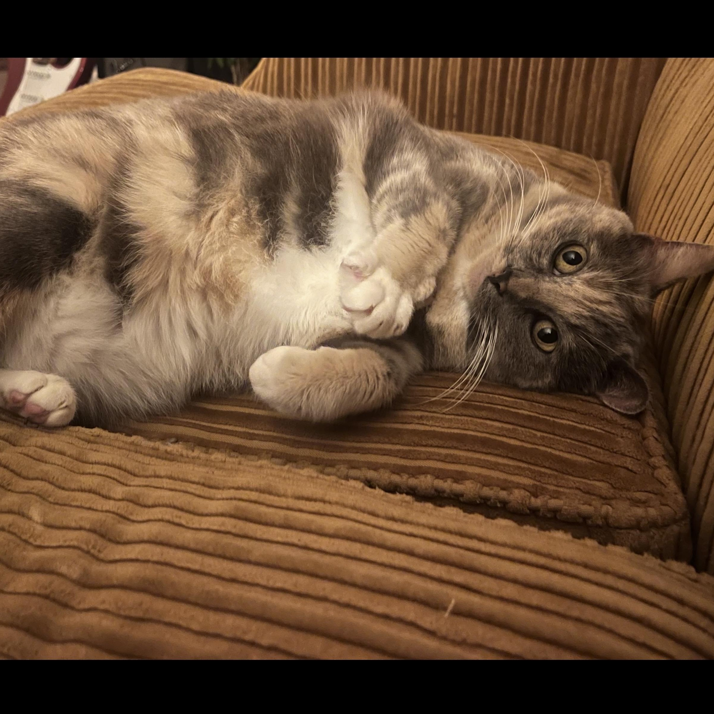 Kiki Andrade, ADOPTABLE, Adult Female Domestic Short Hair.