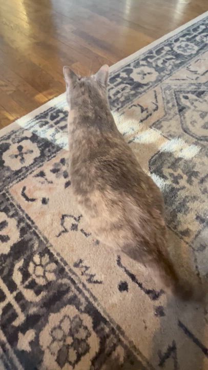 Enlarge Kiki Andrade, a ADOPTABLE Domestic Short Hair in Denver, CO video 4/4