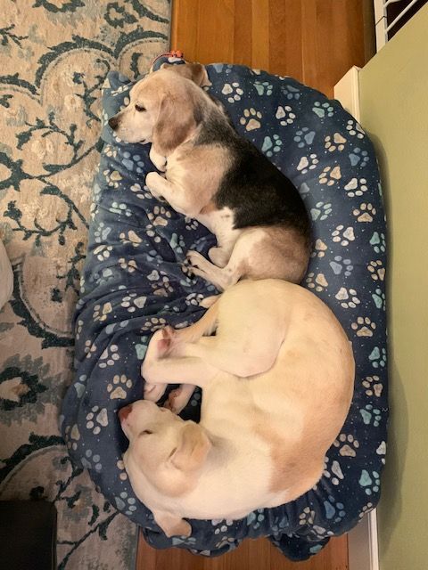 Maverick, Adoptable, Young Male Labrador Retriever & American Staffordshire Terrier.