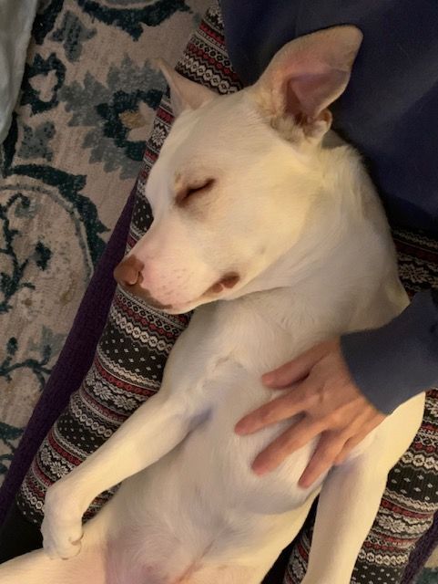 Maverick, a Adoptable mixed breed in Vestal, NY image 2/11