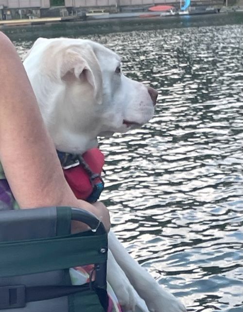 Maverick, a Adoptable mixed breed in Vestal, NY image 3/11