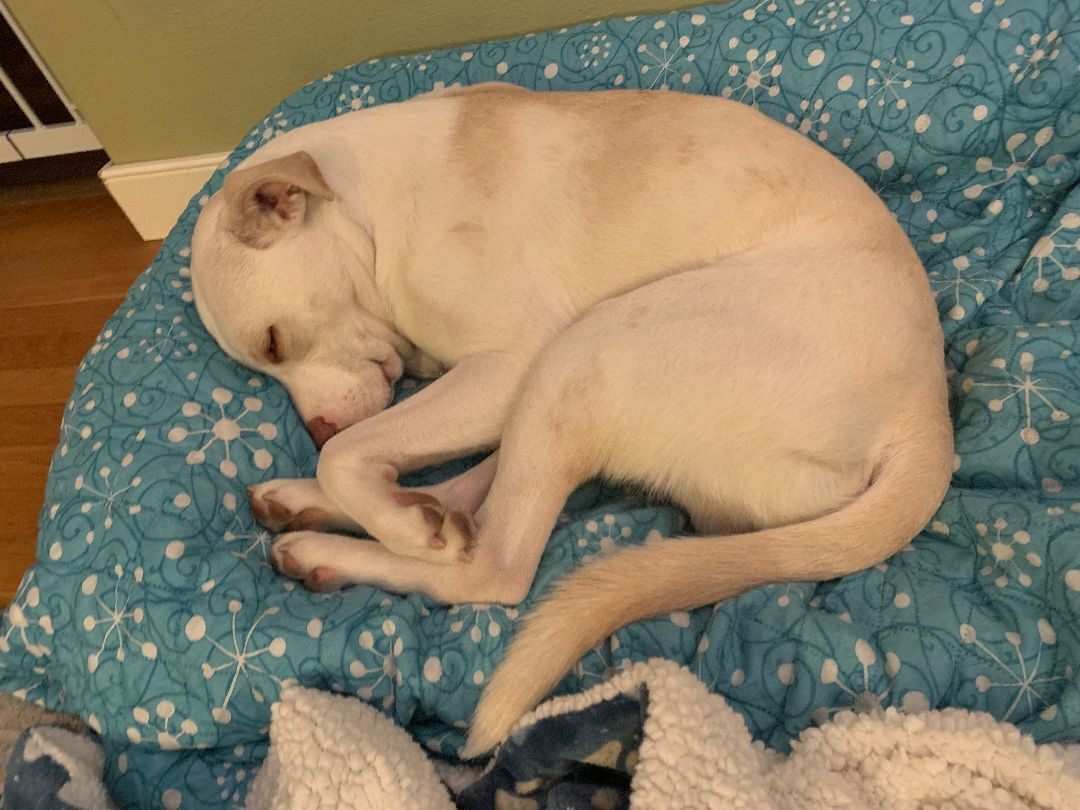 Maverick, a Adoptable mixed breed in Vestal, NY image 4/11