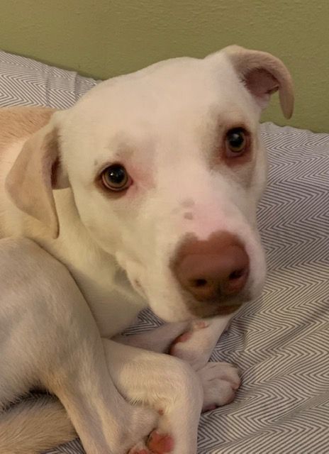 Maverick, a Adoptable mixed breed in Vestal, NY image 5/11