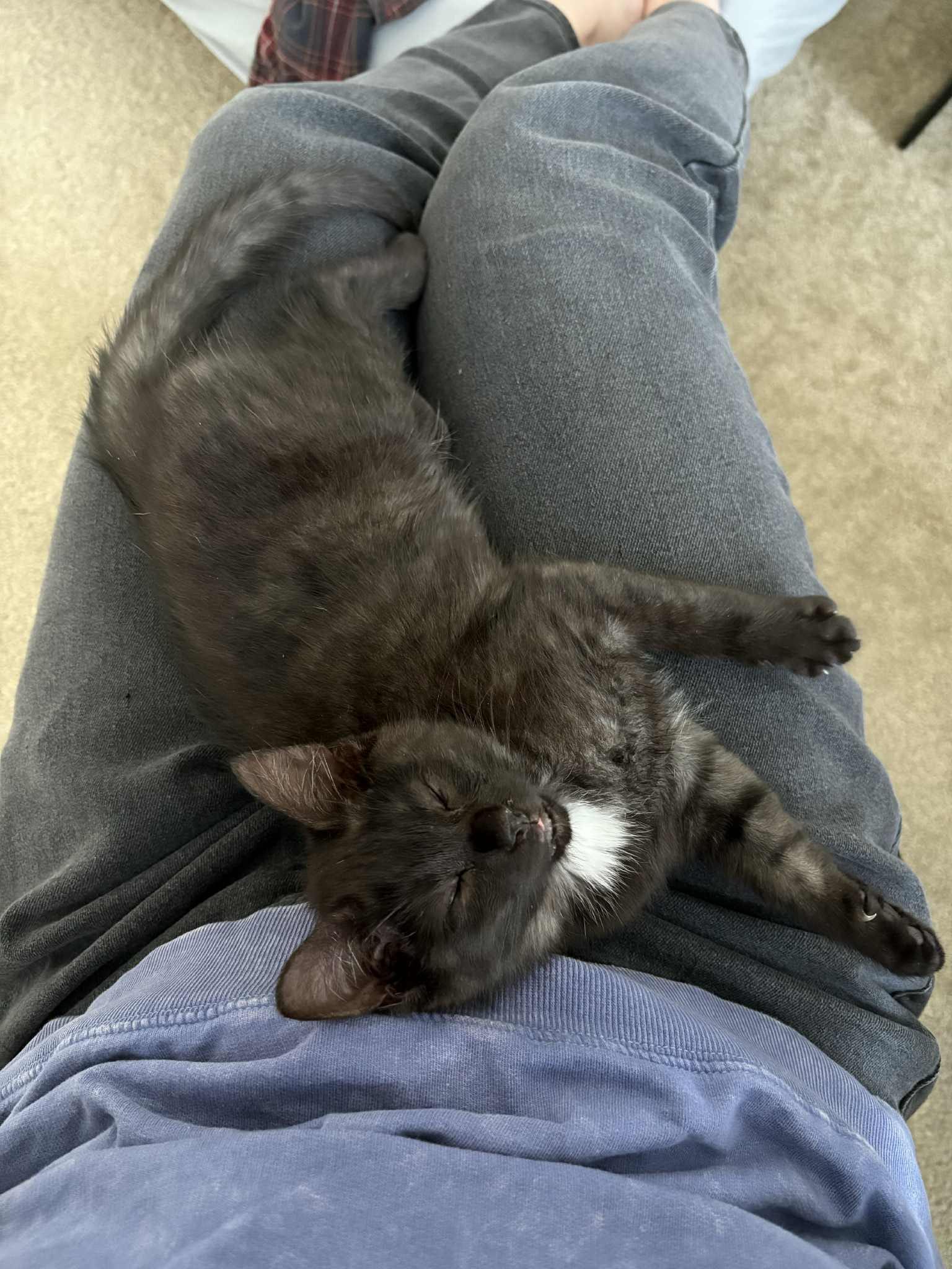 Enlarge Cocoa, an adopted Domestic Short Hair in Odenton, MD image 2/5