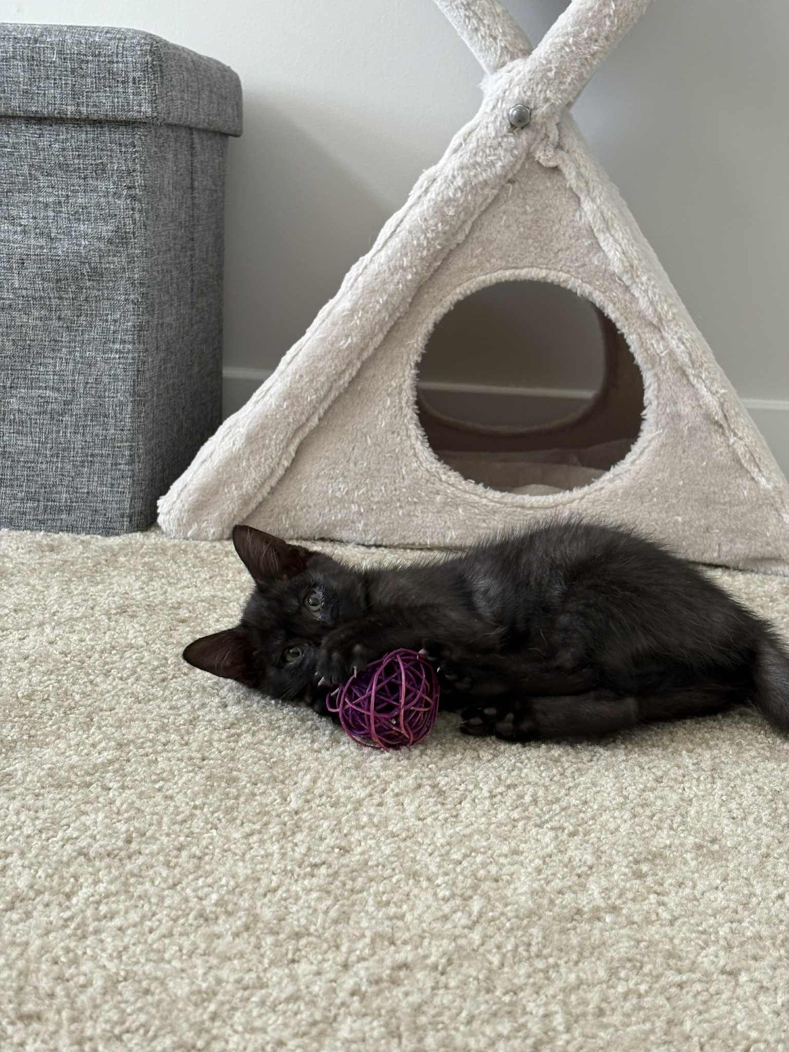 Enlarge Cocoa, an adopted Domestic Short Hair in Odenton, MD image 3/5