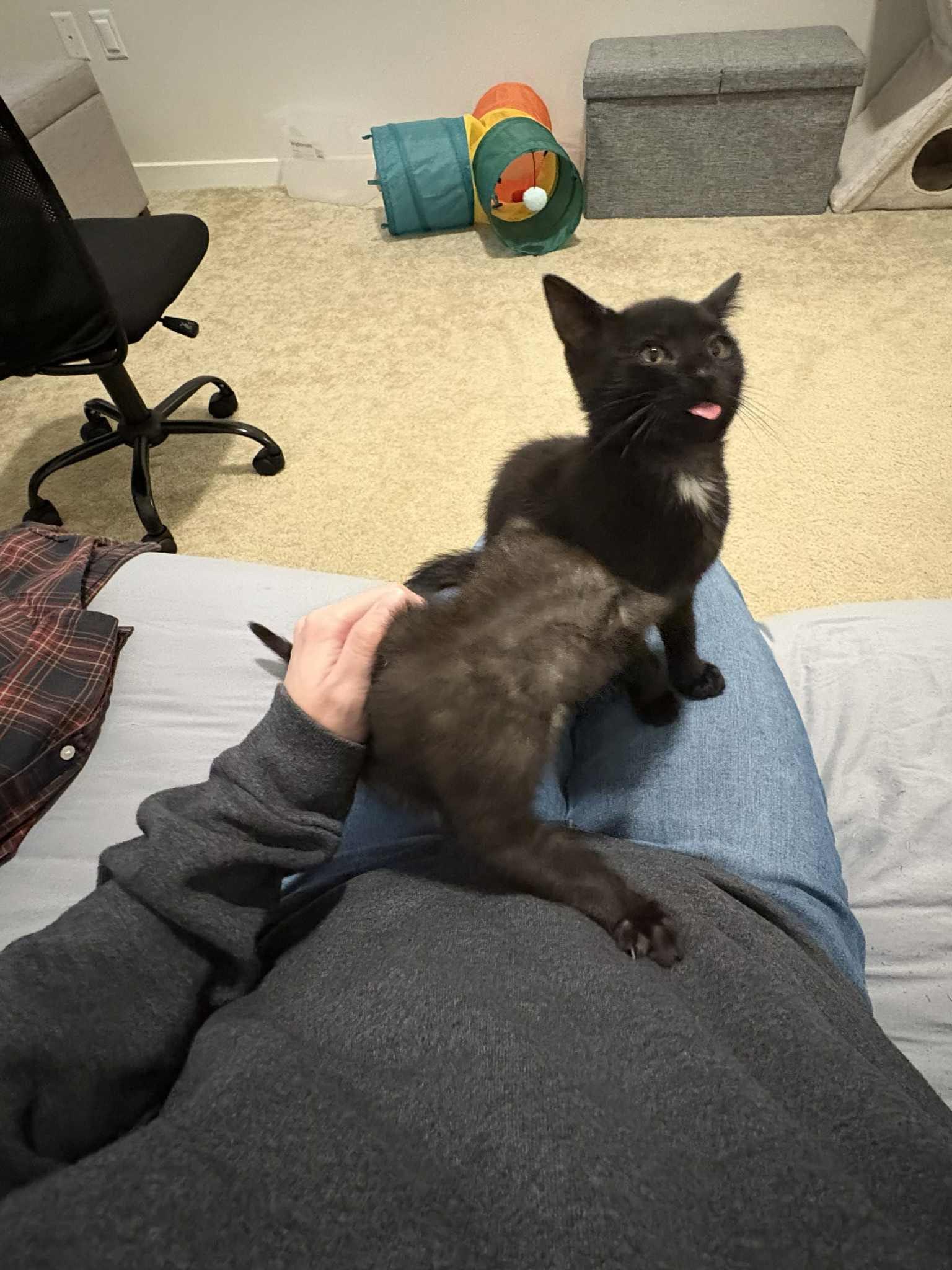 Enlarge Cocoa, an adopted Domestic Short Hair in Odenton, MD image 4/5