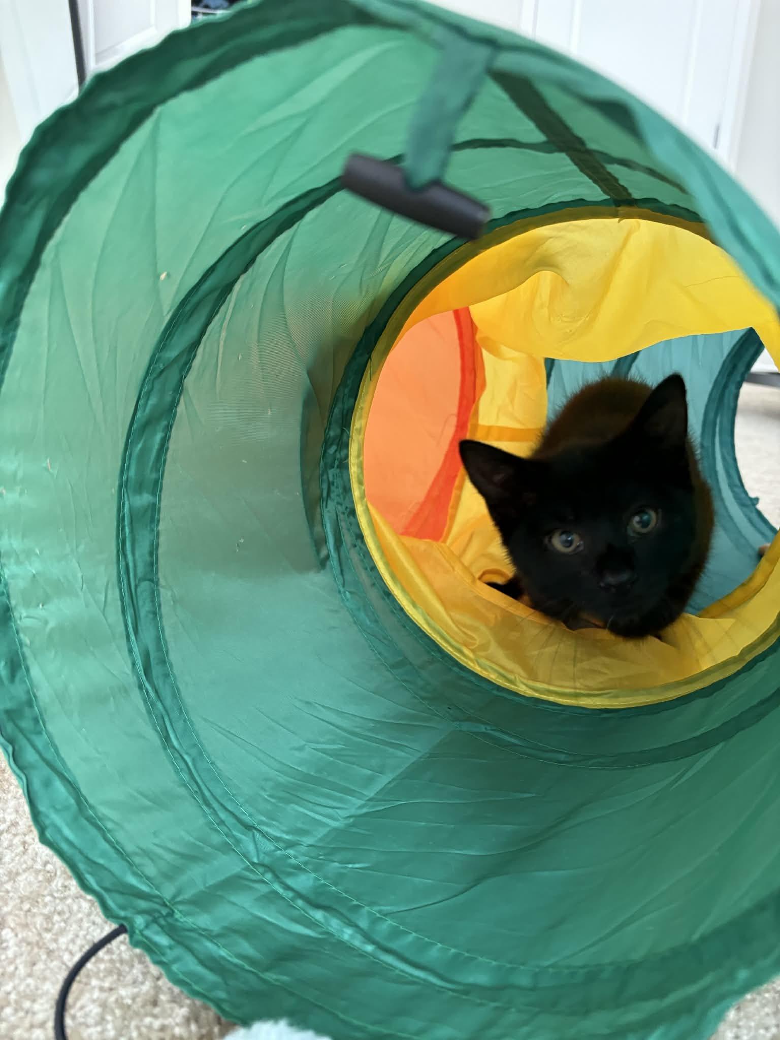 Enlarge Cocoa, an adopted Domestic Short Hair in Odenton, MD image 1/5