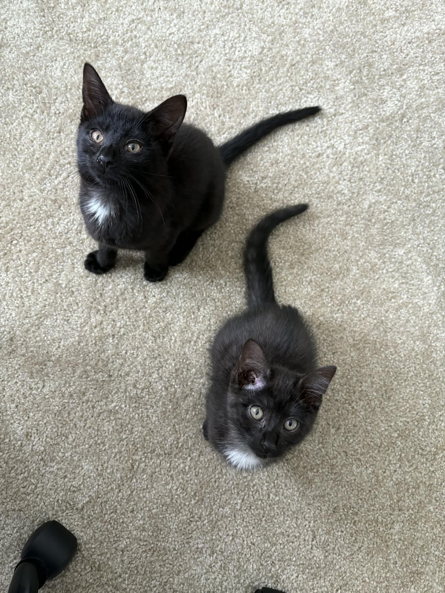 Enlarge Cocoa, an adopted Domestic Short Hair in Odenton, MD image 5/5