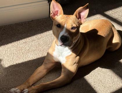 Jazz, Adoptable, Adult Female Mixed Breed & Mixed Breed.