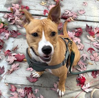 Enlarge Jazz, a Adoptable Mixed Breed in Atlanta, GA image 2/3